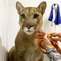 Messi sekarang bisa mengikuti perintah dasar seperti duduk, diam, kemari, dan tidak, bahkan nurut ketika berjalan dengan tali yang diikat di lehernya. Berjalan dengan tali sangat penting agar Messi bisa dibawa mereka untuk berjalan-jalan ke luar rumah.  Foto: dok. Instagram/@l_am_puma