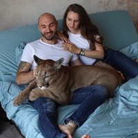 Pasangan ini punya binatang peliharaan yang tidak biasa. Pasangan bernama Aleksandr dan Maria Dmitriev memiliki anak bulu seekor singa gunung.  Foto: dok. Instagram/@l_am_puma