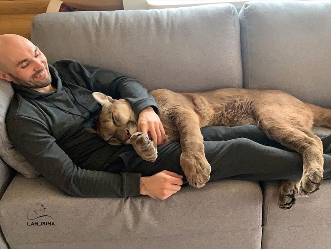 Ya, Messi benar-benar dianggap sebagai peliharaan jinak. Inilah potret saat Messi tidur dipangkuan Aleksandr.  Foto: dok. Instagram/@l_am_puma