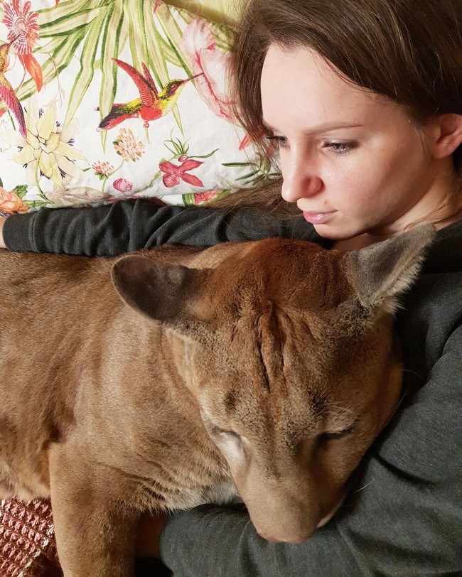 Singa gunung yang diadopsi sejak tiga tahun lalu itu bahkan makan sampai tidur bareng Aleksandr dan Maria. Pasangan asal Rusia itu pun tidak takut diterkam oleh binatang yang juga biasa disebut puma itu.  Foto: dok. Instagram/@l_am_puma