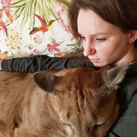 Singa gunung yang diadopsi sejak tiga tahun lalu itu bahkan makan sampai tidur bareng Aleksandr dan Maria. Pasangan asal Rusia itu pun tidak takut diterkam oleh binatang yang juga biasa disebut puma itu.  Foto: dok. Instagram/@l_am_puma