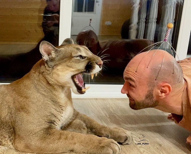 Inilah kebersamaan Messi bersama Aleksandr. Apakah tidak takut diterkam? Menurut pasangan tersebut, Messi tidak akan menerkam mereka karena dia lahir di kebun binatang dan menghabiskan sebagian besar hidupnya seperti kucing. Pasangan tersebut mengatakan bahwa mereka bisa mengendalikan sisi liar Messi.  Foto: dok. Instagram/@l_am_puma