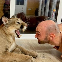 Inilah kebersamaan Messi bersama Aleksandr. Apakah tidak takut diterkam? Menurut pasangan tersebut, Messi tidak akan menerkam mereka karena dia lahir di kebun binatang dan menghabiskan sebagian besar hidupnya seperti kucing. Pasangan tersebut mengatakan bahwa mereka bisa mengendalikan sisi liar Messi.  Foto: dok. Instagram/@l_am_puma