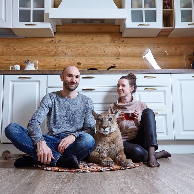 Aleksandr dan Maria Dmitriev mengatakan bahwa mereka membutuhkan cara untuk mengendalikan Messi agar bisa hidup harmonis dengan singa gunung, Untungnya, mereka menemukan pelatih anjing yang bersedia untuk melatih Messi.  Foto: dok. Instagram/@l_am_puma