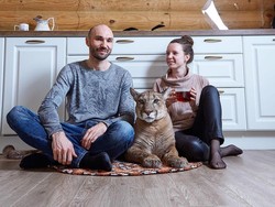 10 Foto Pasangan yang Tinggal Bersama Singa Gunung, Makan Sampai Tidur Bareng