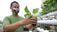 Ada beragam sayuran yang ditanam di atap Masjid Baitussalam ini, mulai dari sayur caisim, pakcoy, kangkung hingga selada.