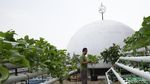 Saat Atap Masjid di Ibu Kota Disulap Jadi Kebun Hidroponik