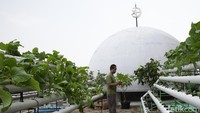 Penampakan atap Masjid Baitussalam yang dimanfaatkan menjadi kebun hidroponik.