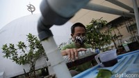 Setiap dua minggu, MB Farm bisa memproduksi sekitar 10-20 paket sayuran organik. 