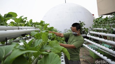 Saat Atap Masjid di Ibu Kota Disulap Jadi Kebun Hidroponik