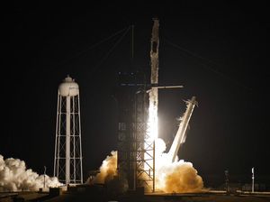 NASA Kirim Cumi-cumi ke Luar Angkasa, Buat Apa?