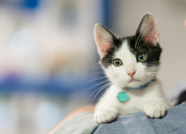 Kumis sangat penting bagi kucing karena berperan dalam mendeteksi objek dan navigasi dalam gelap. Jadi kalau dipotong, si kucing bisa kebingungan lho. ( Getty Images/iStockphoto/andresr) Kumis sangat penting bagi kucing karena berperan dalam mendeteksi objek dan navigasi dalam gelap. Jadi kalau dipotong, si kucing bisa kebingungan lho. ( Getty Images/iStockphoto/andresr)