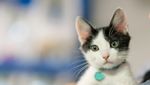 Fakta Menarik tentang Kucing, Majikannya Manusia