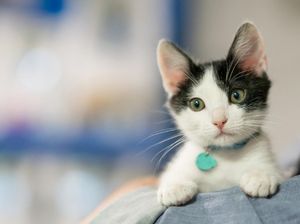 Mau Pelihara Anjing atau Kucing, Berapa Biayanya Ya?