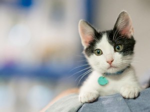 Mau Pelihara Anjing atau Kucing, Berapa Biayanya Ya?