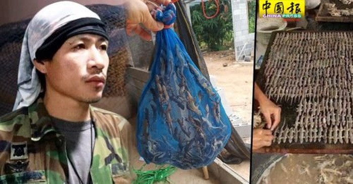 Jadi Obat di China, Thailand Sukses Jualan Cicak Kering Raup Rp 139 Juta