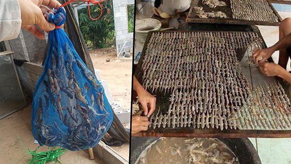 Jadi Obat di China, Thailand Sukses Jualan Cicak Kering Raup Rp 139 Juta