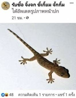 Jadi Obat di China, Thailand Sukses Jualan Cicak Kering Raup Rp 139 Juta
