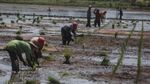 Kondisi Terkini Lumbung Pangan RI di Kalimantan Tengah