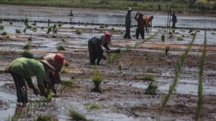 Personel Bhabinkamtibmas mengecek kondisi alat mesin pertanian (alsintan) bantuan dari pemerintah untuk petani yang terparkir di bengkel alsintan food estate Dadahup di Desa Bentuk Jaya, Kabupaten Kapuas, Kalimantan Tengah, Rabu (21/4/2021). Kementerian Pertanian akan mendistribusikan sebanyak 34.356 unit alat dan alsintan untuk mendorong produktivitas pertanian di tahun 2021 terdiri dari Cultivator, Hand Sprayer, Pompa Air, Rice Transplanter, Traktor Roda Dua serta Traktor Roda Empat. ANTARA FOTO/Makna Zaezar/wsj.