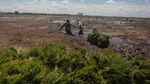 Kondisi Terkini Lumbung Pangan RI di Kalimantan Tengah
