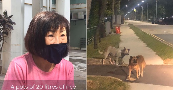 Mulia! Wanita Ini Habiskan Rp10 Juta Demi Beri Makan 60 Anjing Jalanan