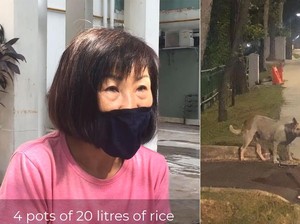 Mulia! Wanita Ini Habiskan Rp10 Juta Demi Beri Makan 60 Anjing Jalanan