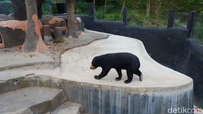 Ngabuburit jadi tradisi menyenangkan yang dilakukan masyakarat sambil menantikan waktu berbuka puasa. Salah satu destinasinya yakni Lembang Park Zoo.