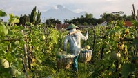 Petani mengangkut melon saat panen di areal persawahan kawasan Wonoayu, Sidoarjo, Jawa Timur, Minggu (25/4/2021). Buah melon tersebut dijual ke kawasan Surabaya dengan harga Rp7.000 per kilogram. ANTARA FOTO/Umarul Faruq