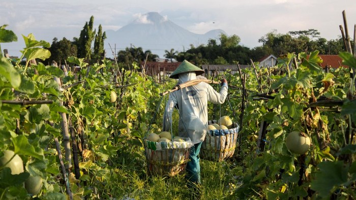 Petani mengangkut melon saat panen di areal persawahan kawasan Wonoayu, Sidoarjo, Jawa Timur, Minggu (25/4/2021). Buah melon tersebut dijual ke kawasan Surabaya dengan harga Rp7.000 per kilogram. ANTARA FOTO/Umarul Faruq/aww.