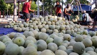 Permintaan buah melon selama bulan Ramadhan ini meningkat. ANTARA FOTO/Umarul Faruq