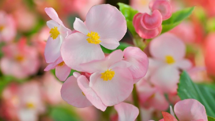 Begonia ,Begonia x semperflorens-cultorum or pink Begonia