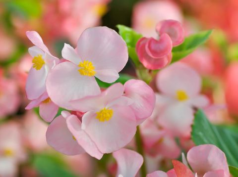 Begonia ,Begonia x semperflorens-cultorum or pink Begonia