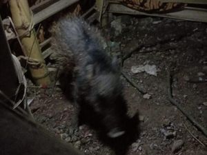 Kata MUI Jabar soal Isu Babi Ngepet di Depok