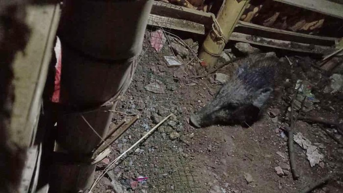 Babi ngepet yang ditangkap warga Bedahan, Sawangan, Depok