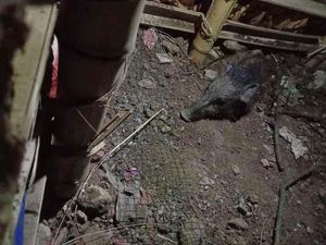 Viral Babi Ngepet di Depok, Memahami Cara Kerja Alam Gaib