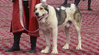 Turkmenistan merayakan hari libur nasional baru yang didedikasikan untuk anjing Alabay.  