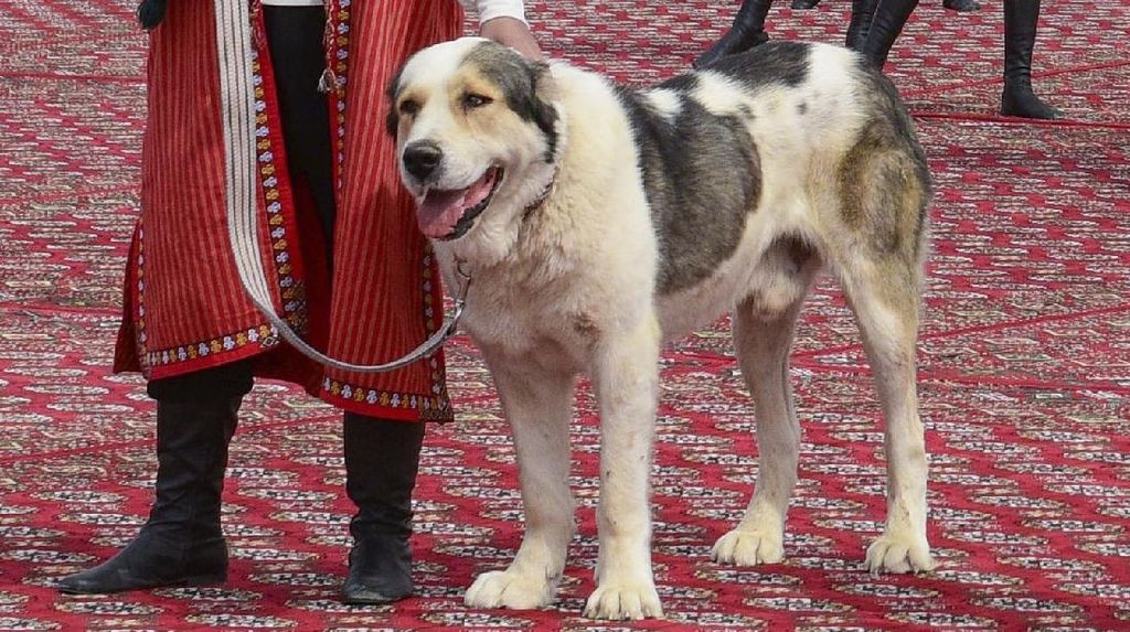 Gegara Anjing Ini, Turkmenistan Punya Hari Libur Nasional Baru