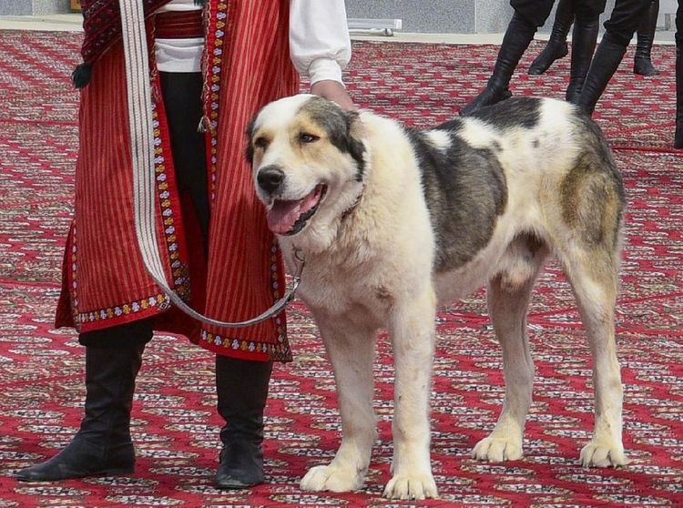 Gegara Anjing Ini, Turkmenistan Punya Hari Libur Nasional Baru