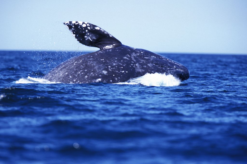 Gray Whale