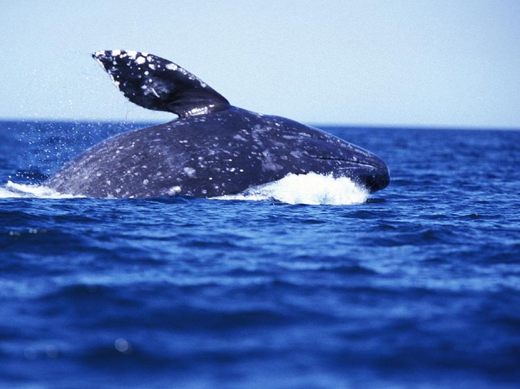 Foto Paus Abu-abu, Jagonya Migrasi di Lautan