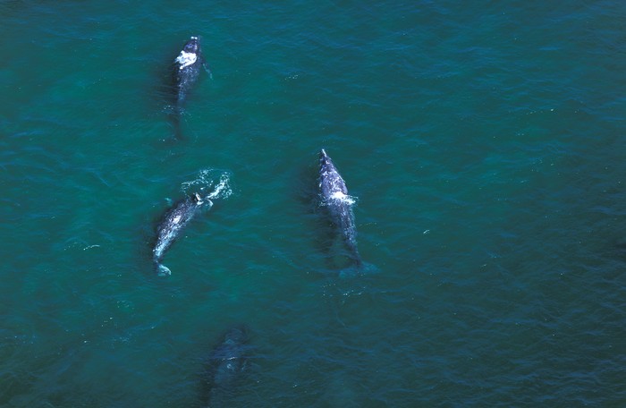 Gray Whale