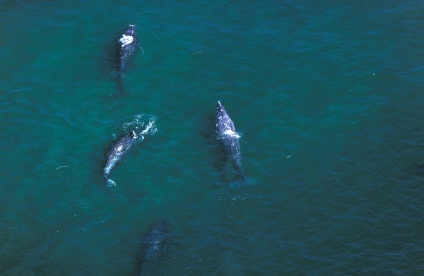 Gray Whale atau paus abu-abu merupakan salah datu migrator hewat di kerajaan hewan. Mereka bepergian secara berkelompok dan bisa berenang sejauh 12.430 mil (20 ribu km) dari rumah musim panas mereka di perairan Alaska ke perairan yang lebih hangat di lepas pantai Meksiko. Gray Whale atau paus abu-abu merupakan salah datu migrator hewat di kerajaan hewan. Mereka bepergian secara berkelompok dan bisa berenang sejauh 12.430 mil (20 ribu km) dari rumah musim panas mereka di perairan Alaska ke perairan yang lebih hangat di lepas pantai Meksiko.