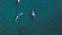 Gray Whale atau paus abu-abu merupakan salah datu migrator hewat di kerajaan hewan. Mereka bepergian secara berkelompok dan bisa berenang sejauh 12.430 mil (20 ribu km) dari rumah musim panas mereka di perairan Alaska ke perairan yang lebih hangat di lepas pantai Meksiko. 