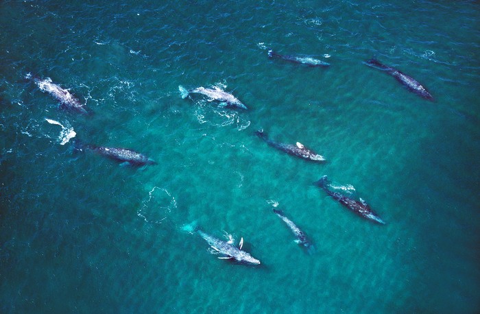 Gray Whale