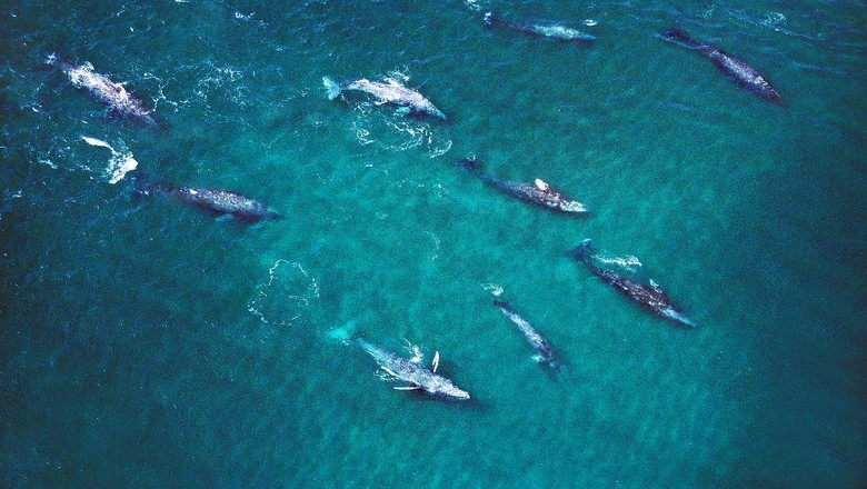 Gray Whale Gray Whale