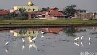 Burung yang memiliki kaki panjang ini kerap mencari mangsa di area persawahan warga.