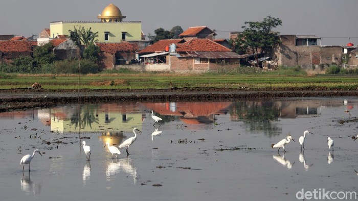 Mengenal Burung Kuntul Si Penyeimbang Ekosistem Alam