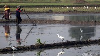 Diketahui, burung kuntul merupakan salah satu jenis burung air yang kerap beraktivitas di daerah perairan atau lahan basah.  