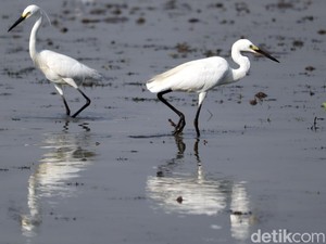 10 Contoh Simbiosis Komensalisme, Ada Udang dan Timun Laut